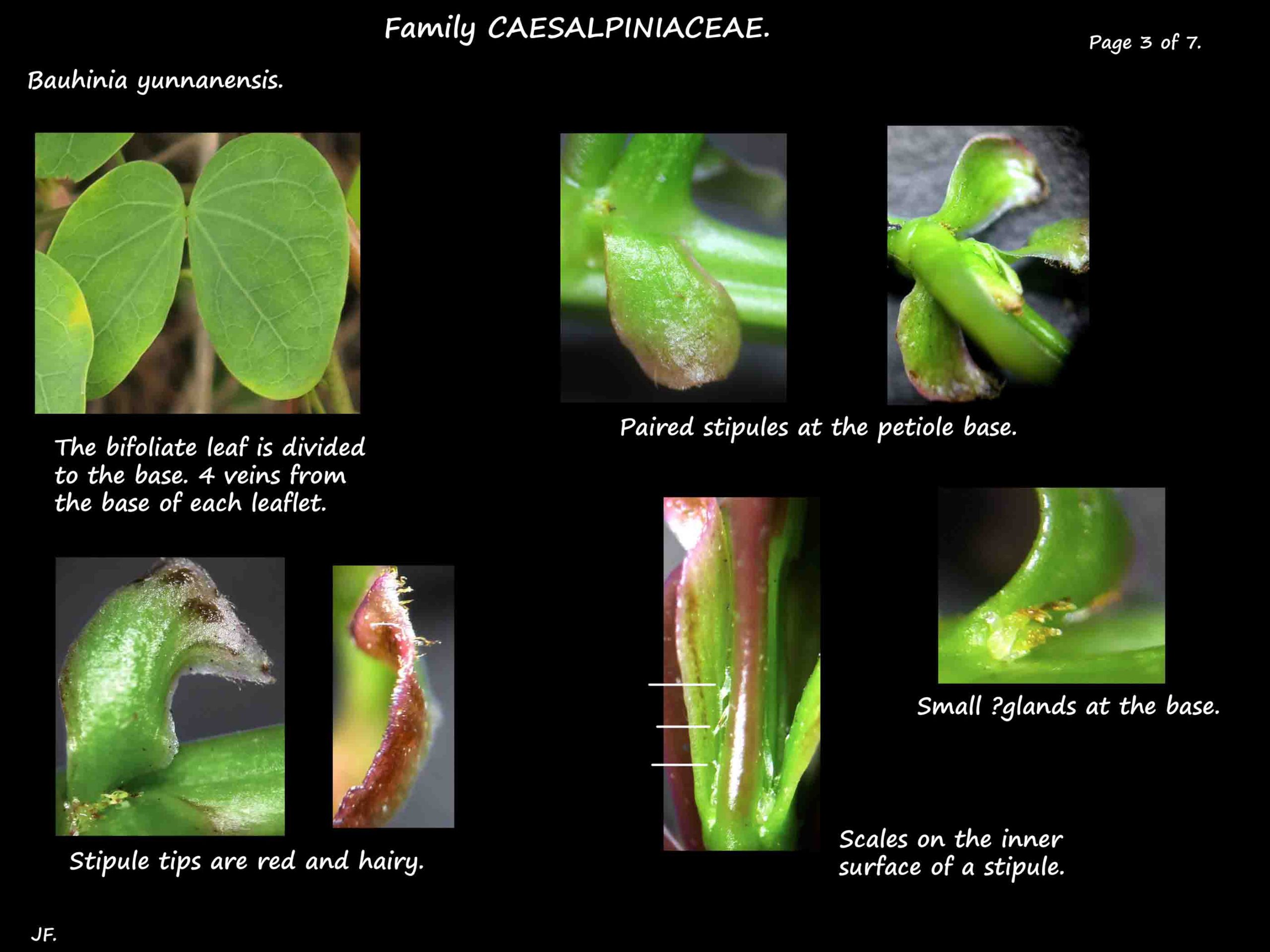 3 Bauhinia yunnanensis stipules